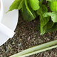 Green Mint, Lemongrass and Linden flower   22g - Taste Kaleidoscope